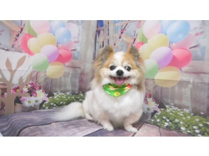 ライムくん