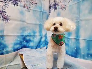 ふうたくん