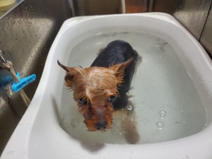 ライムちゃん