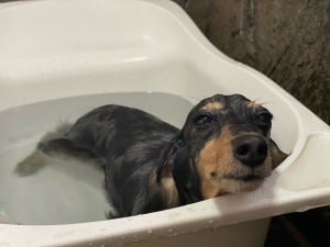メルモちゃん