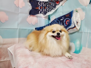 ステラくん