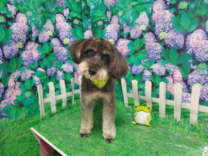 ラテくん