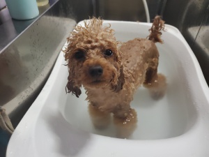 みまりちゃん