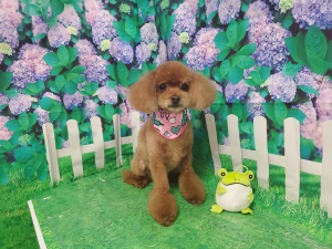 パールちゃん