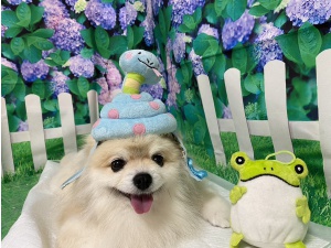 コロちゃん
