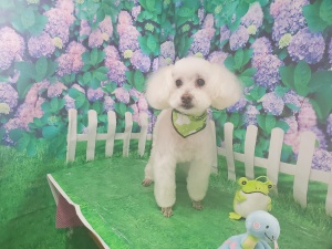 ふうたくん