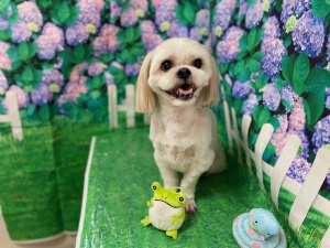 フクくん