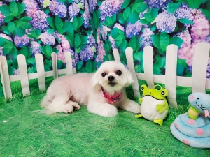 COCOちゃん
