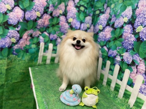 ステラくん