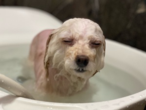 ヒメちゃん