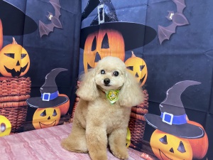 がんたくん