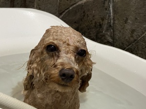 ふわりちゃん