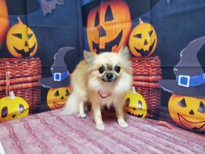るんるんちゃん