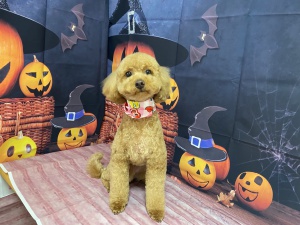 キョウくん