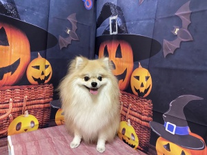 ステラくん