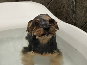 アンナちゃん