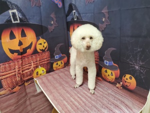 みくちゃん