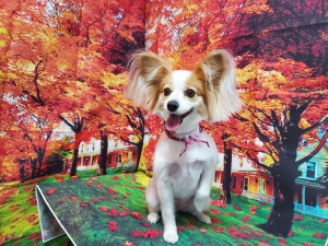 はなちゃん