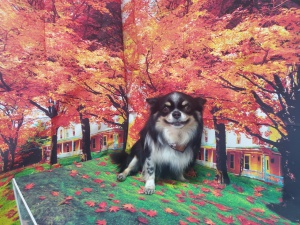 るんるんちゃん
