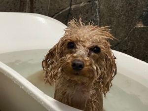 ふわりちゃん