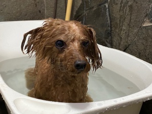 ラブちゃん