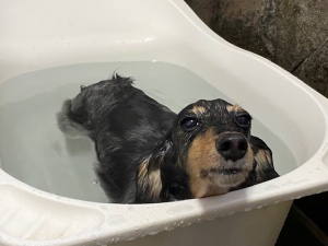 メルモちゃん