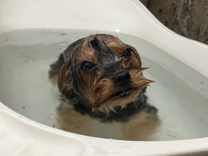 アンナちゃん
