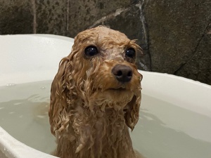 ふわりちゃん
