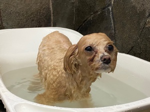くるみちゃん