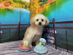 ヒメちゃん