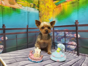 ライムちゃん
