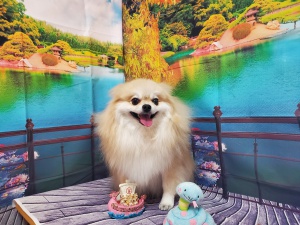 ステラくん