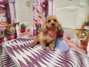 パールちゃん