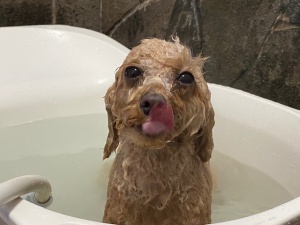 ふわりちゃん
