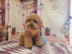 らんちゃん