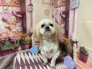フクくん