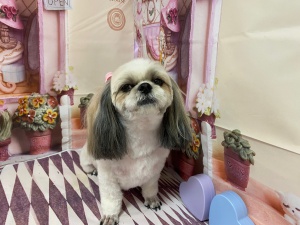 フクくん