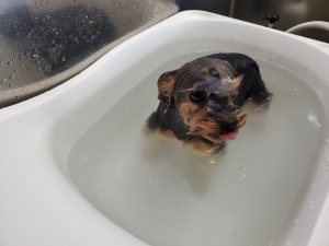 アンナちゃん