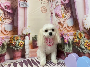 こまるちゃん