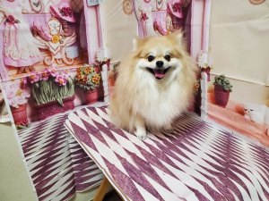 ステラくん