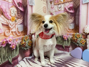 ステラくん