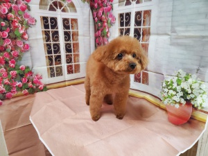 ラブちゃん
