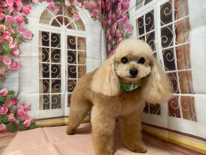 ミクちゃん