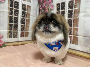 パーティーくん