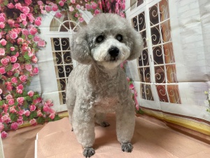 らんちゃん