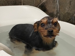 アンナちゃん