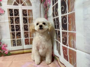 ヒメちゃん