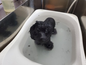 ノアちゃん