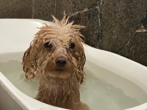 ふわりちゃん