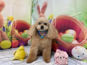 ミクちゃん